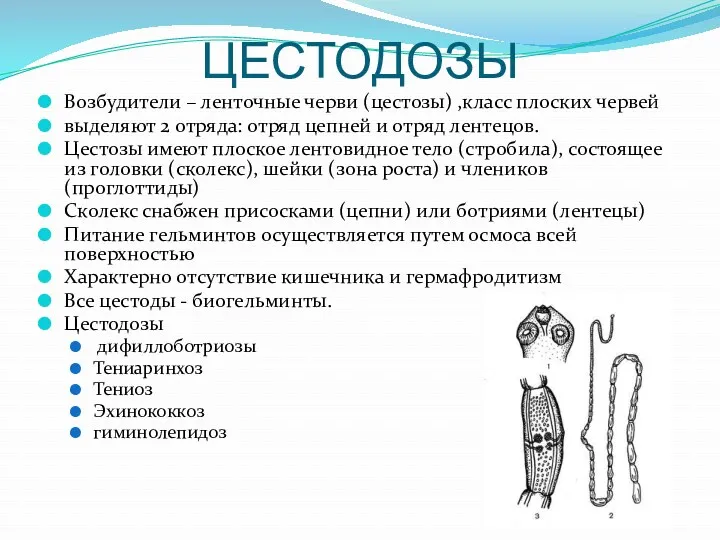 ЦЕСТОДОЗЫ Возбудители – ленточные черви (цестозы) ,класс плоских червей выделяют