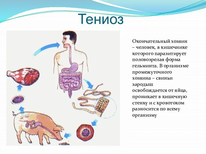 Тениоз Окончательный хозяин – человек, в кишечнике которого паразитирует половозрелая