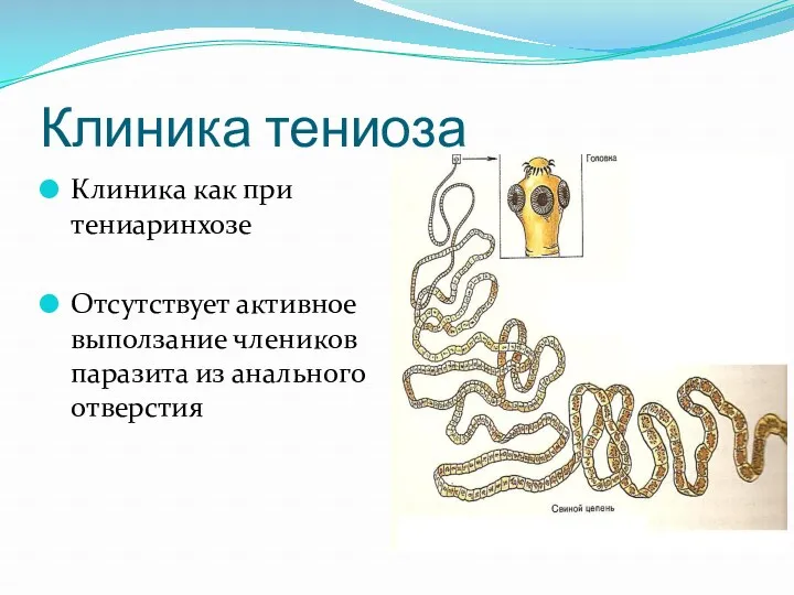 Клиника тениоза Клиника как при тениаринхозе Отсутствует активное выползание члеников паразита из анального отверстия