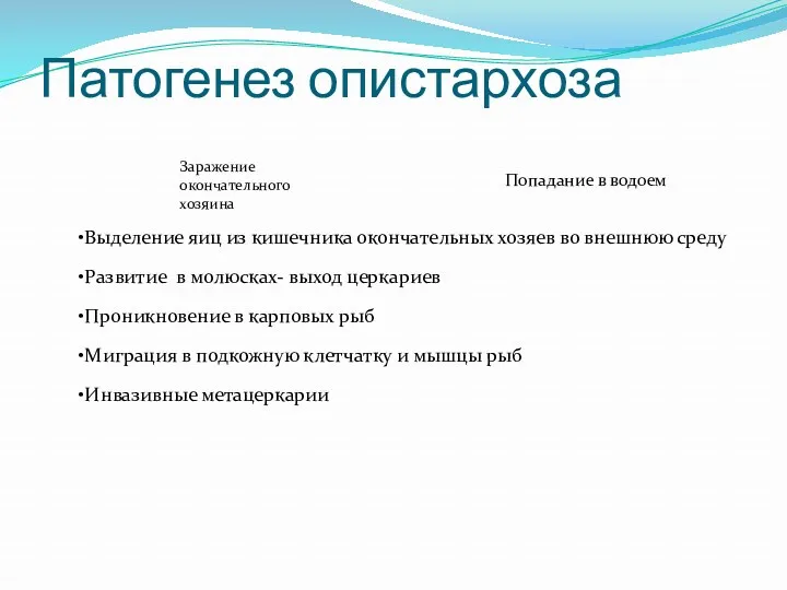 Патогенез опистархоза Выделение яиц из кишечника окончательных хозяев во внешнюю