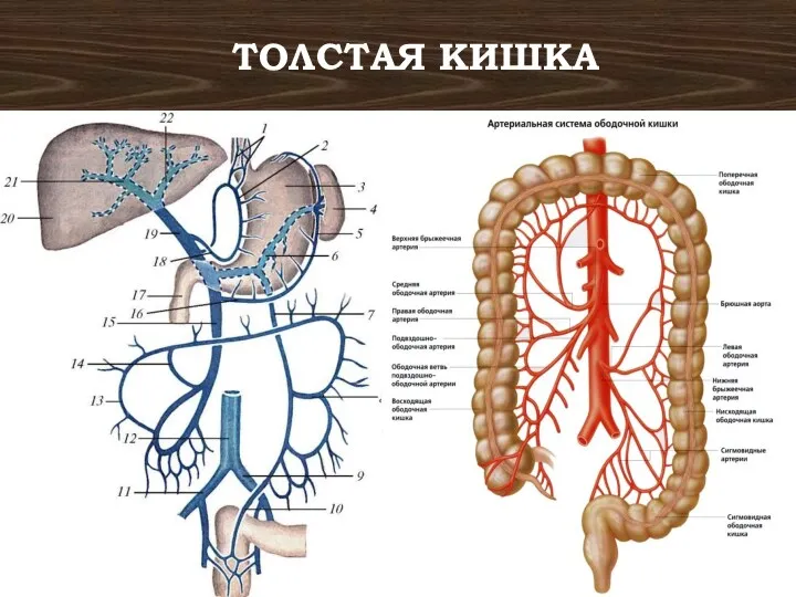 ТОЛСТАЯ КИШКА