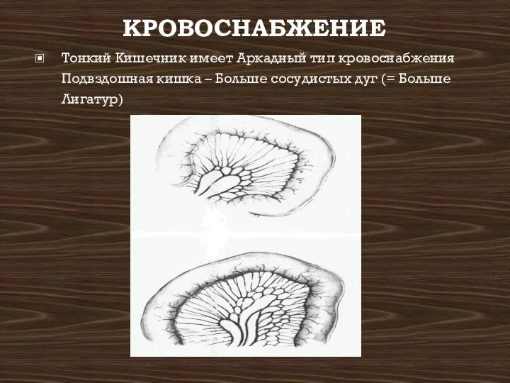 КРОВОСНАБЖЕНИЕ Тонкий Кишечник имеет Аркадный тип кровоснабжения Подвздошная кишка – Больше сосудистых дуг (= Больше Лигатур)