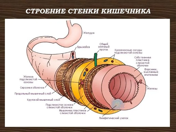 СТРОЕНИЕ СТЕНКИ КИШЕЧНИКА