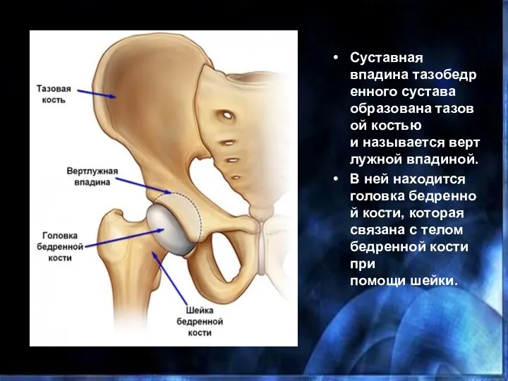 Суставная впадина тазобедренного сустава образована тазовой костью и называется вертлужной впадиной. В ней