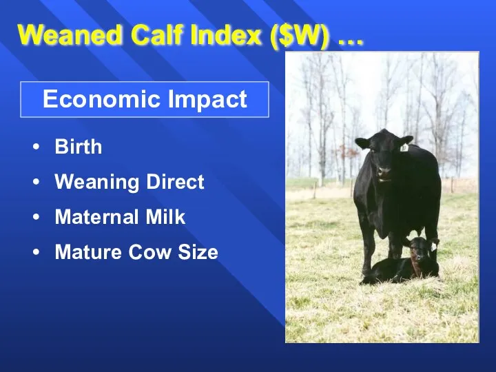 Weaned Calf Index ($W) …