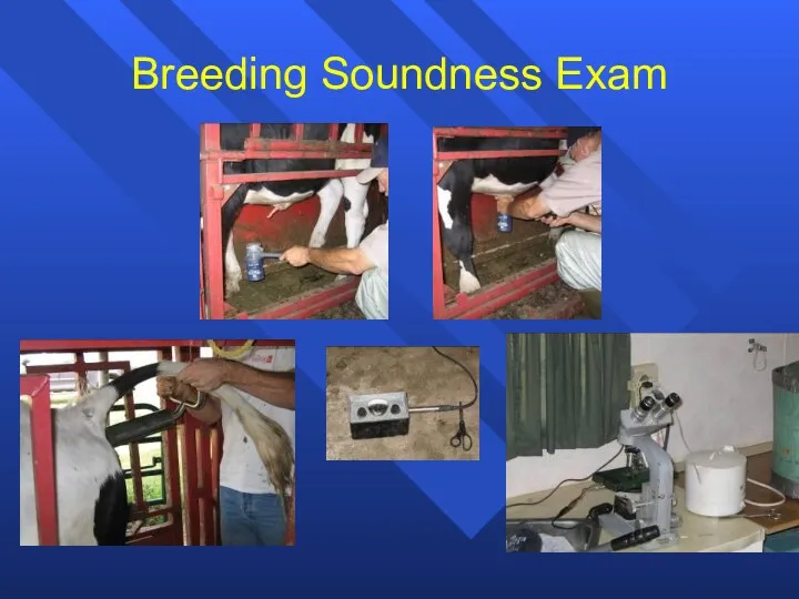 Breeding Soundness Exam