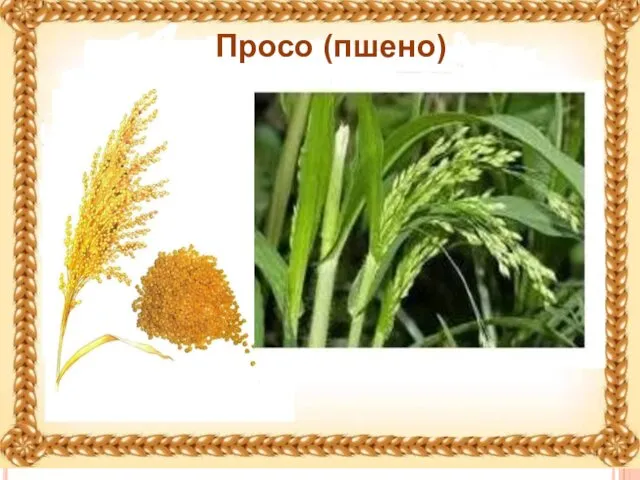 Просо (пшено)