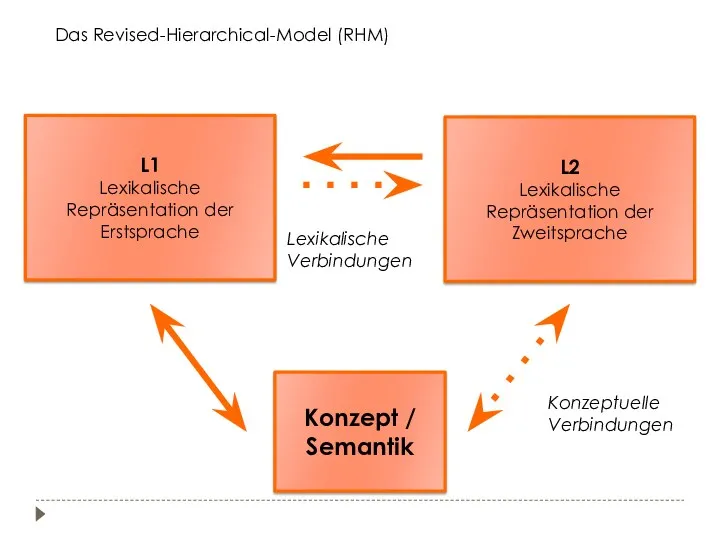 L1 Lexikalische Repräsentation der Erstsprache L2 Lexikalische Repräsentation der Zweitsprache