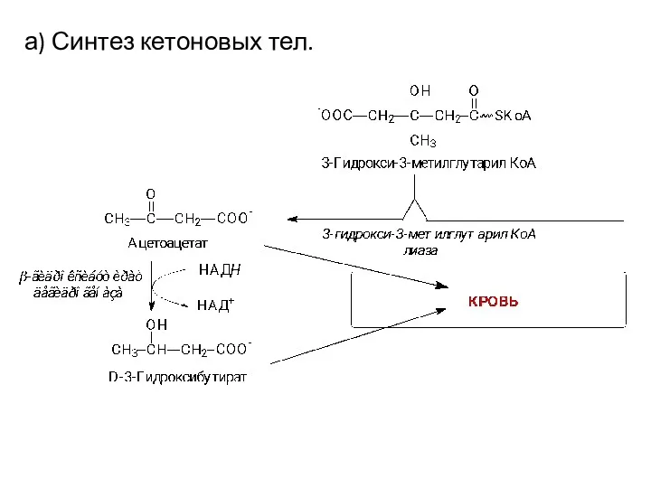 а) Синтез кетоновых тел.
