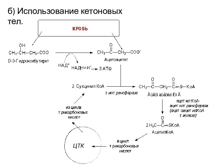 б) Использование кетоновых тел.