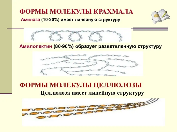 ФОРМЫ МОЛЕКУЛЫ КРАХМАЛА Амилоза (10-20%) имеет линейную структуру Амилопектин (80-90%)