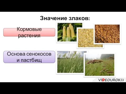 Значение злаков: Кормовые растения Основа сенокосов и пастбищ