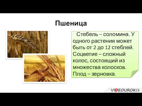 Пшеница Стебель – соломина. У одного растения может быть от 2 до 12