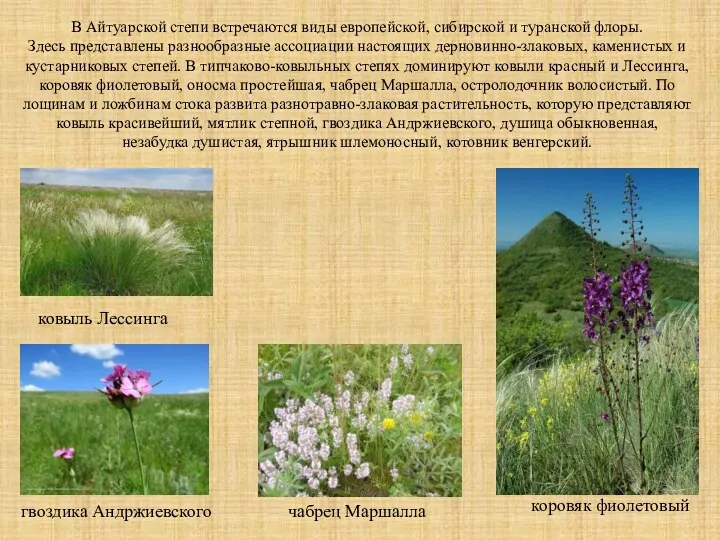 В Айтуарской степи встречаются виды европейской, сибирской и туранской флоры.