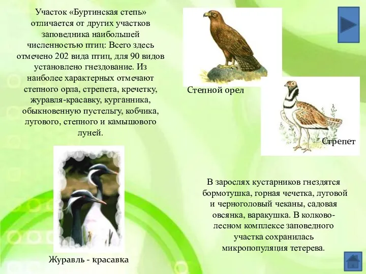 Журавль - красавка Степной орел Стрепет Участок «Буртинская степь» отличается