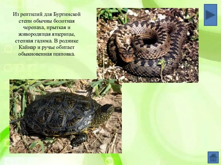 Из рептилий для Буртинской степи обычны болотная черепаха, прыткая и