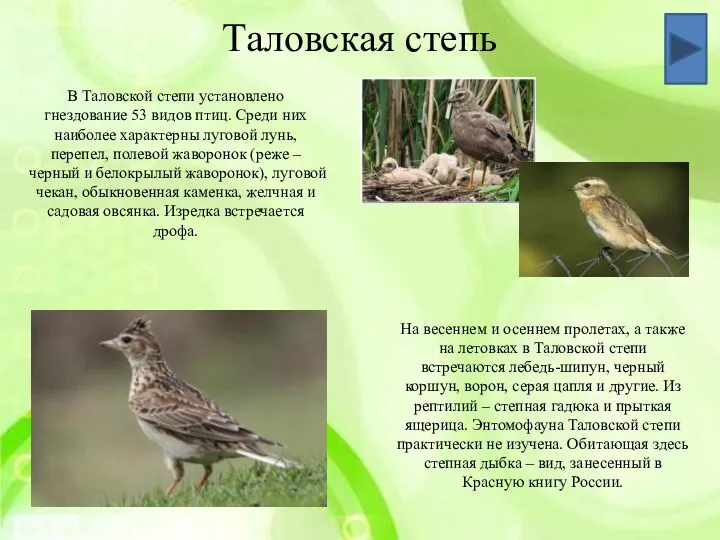 Таловская степь В Таловской степи установлено гнездование 53 видов птиц.