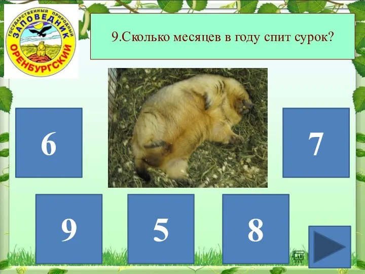 9.Сколько месяцев в году спит сурок? 6 9 8 7 5