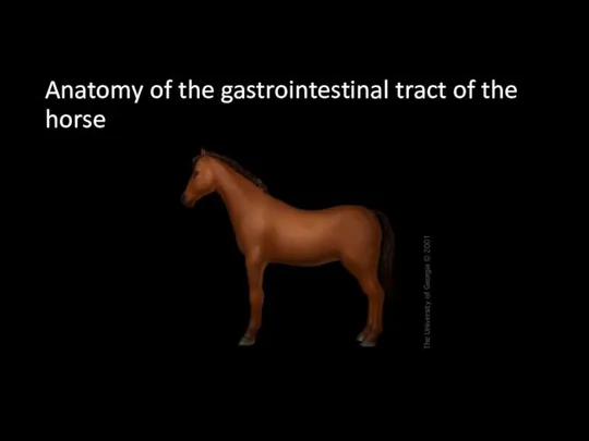 Anatomy of the gastrointestinal tract of the horse