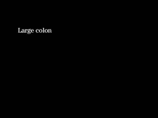 Large colon