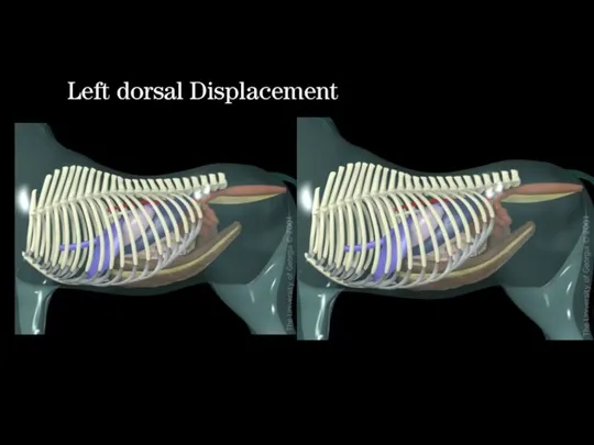 Left dorsal Displacement