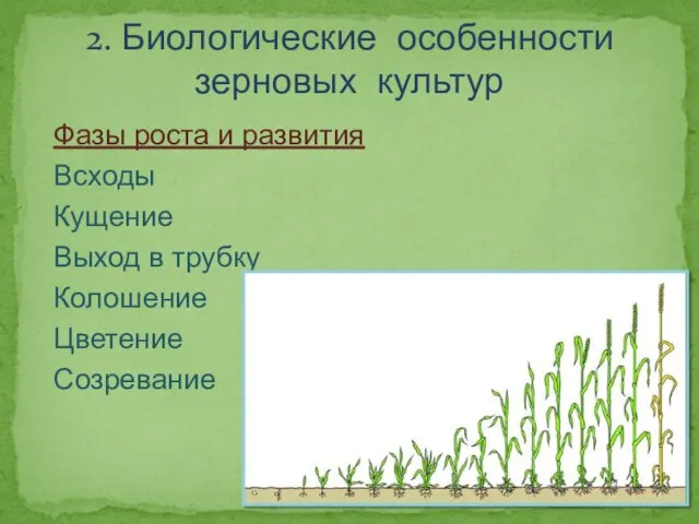 2. Биологические особенности зерновых культур Фазы роста и развития Всходы Кущение Выход в