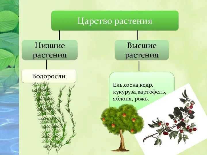 Царство растения Низшие растения Высшие растения Водоросли Ель,сосна,кедр, кукуруза,картофель, яблоня, рожь.