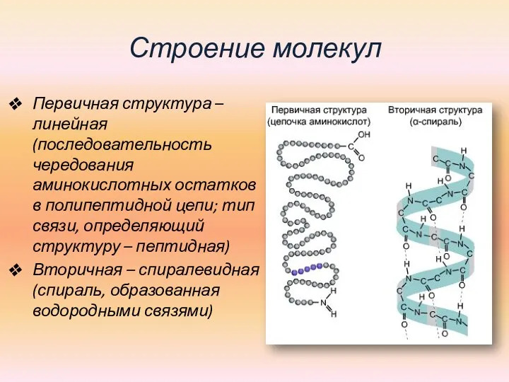 Строение молекул Первичная структура – линейная (последовательность чередования аминокислотных остатков