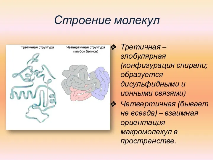 Строение молекул Третичная – глобулярная (конфигурация спирали; образуется дисульфидными и