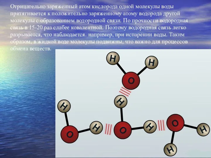 Отрицательно заряженный атом кислорода одной молекулы воды притягивается к положительно
