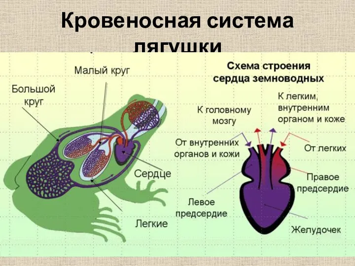 Кровеносная система лягушки