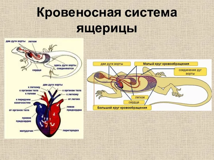 Кровеносная система ящерицы