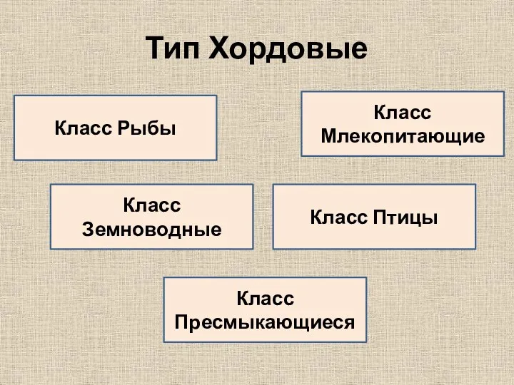 Тип Хордовые Класс Рыбы Класс Земноводные Класс Пресмыкающиеся Класс Птицы Класс Млекопитающие