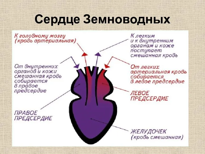 Сердце Земноводных