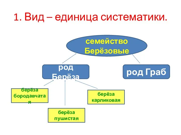 1. Вид – единица систематики. берёза бородавчатая род Берёза род