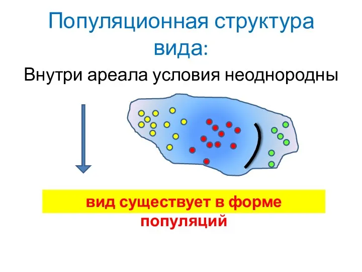 Популяционная структура вида: Внутри ареала условия неоднородны вид существует в форме популяций