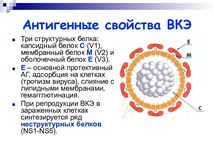 Антигенные свойства ВКЭ Три структурных белка: капсидный белок С (V1),