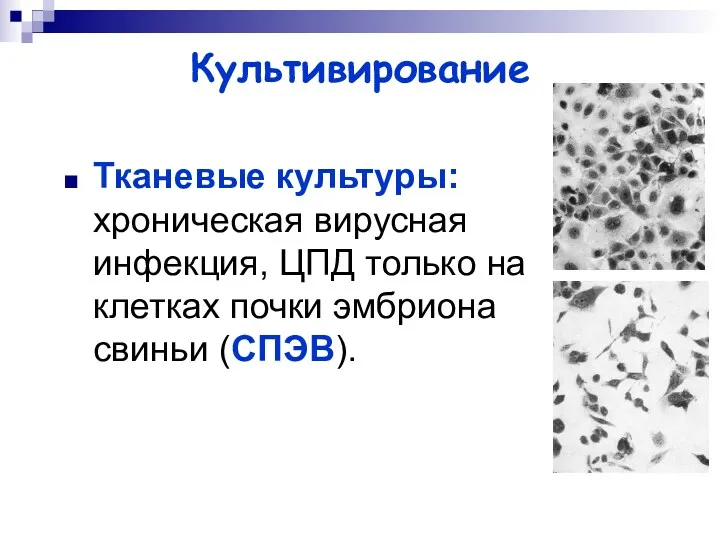 Культивирование Тканевые культуры: хроническая вирусная инфекция, ЦПД только на клетках почки эмбриона свиньи (СПЭВ).