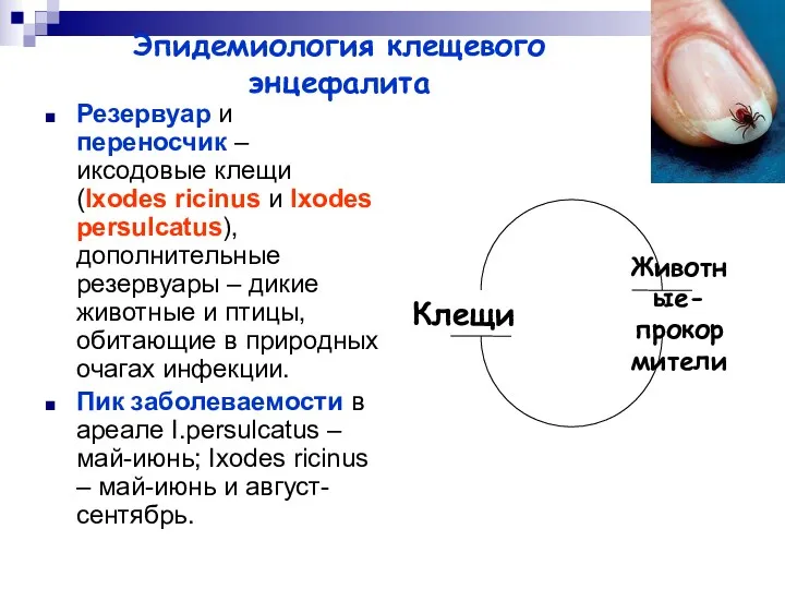 Эпидемиология клещевого энцефалита Резервуар и переносчик – иксодовые клещи (Ixodes