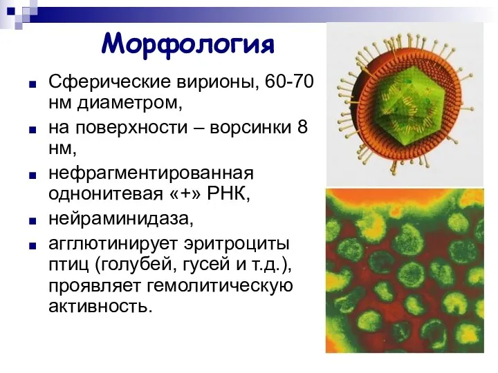 Морфология Сферические вирионы, 60-70 нм диаметром, на поверхности – ворсинки