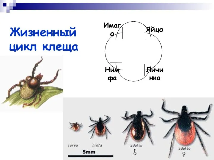 Жизненный цикл клеща