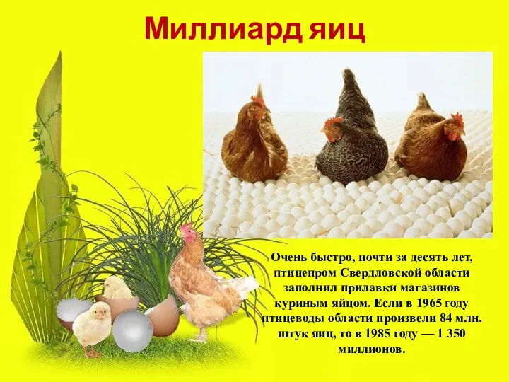 Миллиард яиц Очень быстро, почти за десять лет, птицепром Свердловской области заполнил прилавки