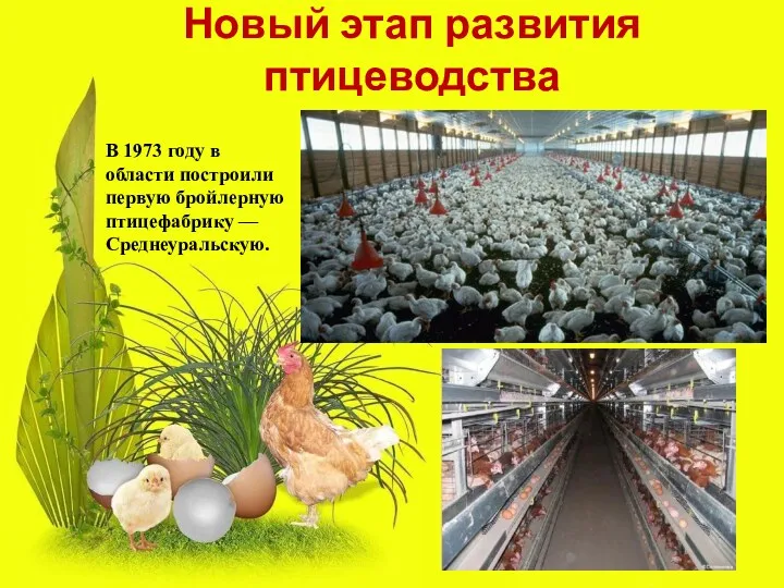 Новый этап развития птицеводства В 1973 году в области построили первую бройлерную птицефабрику — Среднеуральскую.