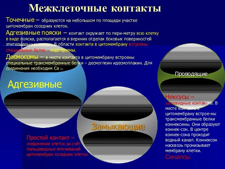 Межклеточные контакты Замыкающие Проводящие Адгезивные Простой контакт – соединение клеток