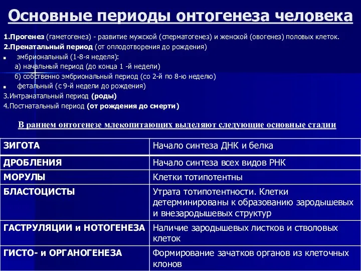 Основные периоды онтогенеза человека 1.Прогенез (гаметогенез) - развитие мужской (сперматогенез)