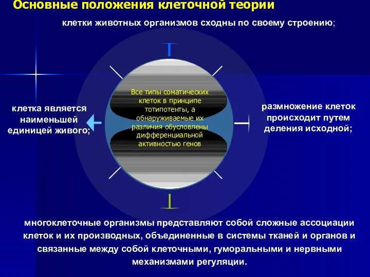 размножение клеток происходит путем деления исходной; клетка является наименьшей единицей