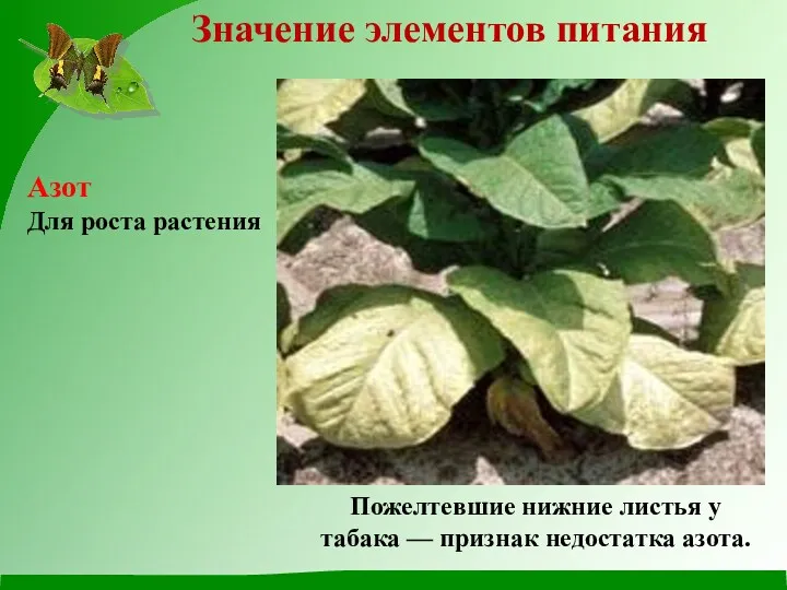 Пожелтевшие нижние листья у табака — признак недостатка азота. Значение элементов питания Азот Для роста растения