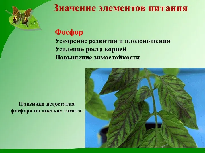 Значение элементов питания Признаки недостатка фосфора на листьях томата. Фосфор Ускорение развития и