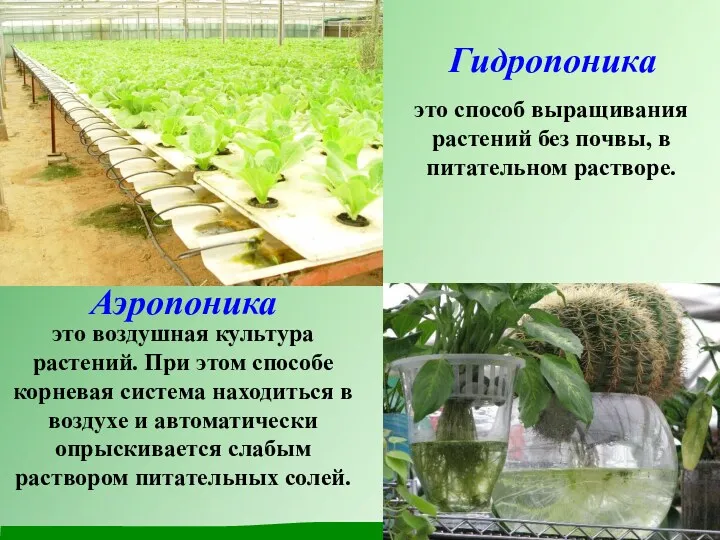 Гидропоника это способ выращивания растений без почвы, в питательном растворе. это воздушная культура