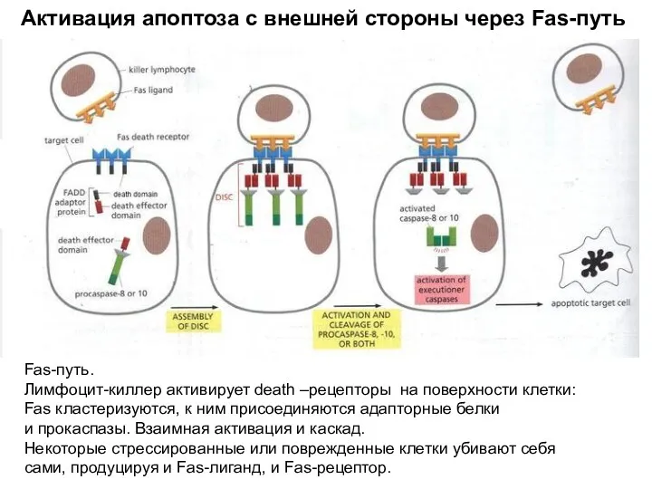 Активация апоптоза с внешней стороны через Fas-путь Fas-путь. Лимфоцит-киллер активирует death –рецепторы на